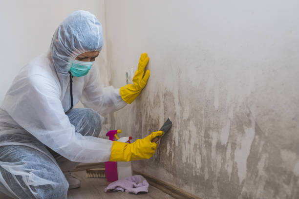 Best Commercial Mold Remediation in Willow, AK